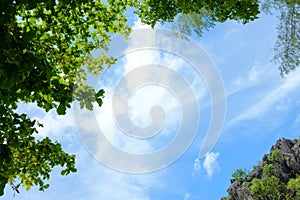 Blue Sky, White Cloud and Green Tree. Beautiful Nature Background