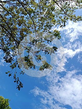 Blue sky white cloud with nice tree