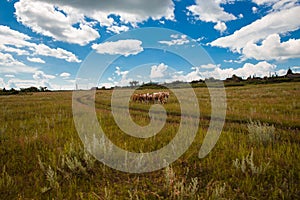 Blue sky with white clouds, fields and meadows with green grass, grazing cows on the background of the village