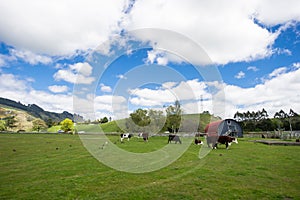 Blue sky and white clouds grass