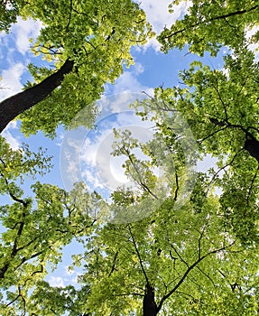 blue sky and white clouds with green leaves