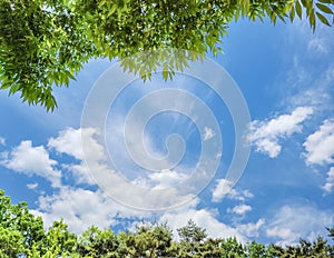 blue sky and white clouds with green leaves