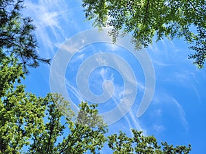 blue sky and white clouds with green leaves
