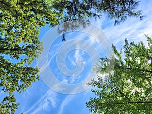 blue sky and white clouds with green leaves