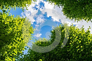 Blue sky with white clouds and green tree tops in the foreground