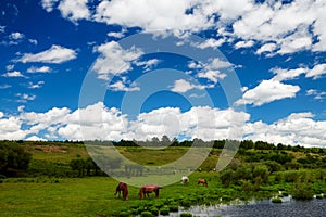The blue sky and white clouds and horses