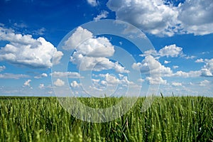 Blue Sky with White Clouds Over Field of Wheat