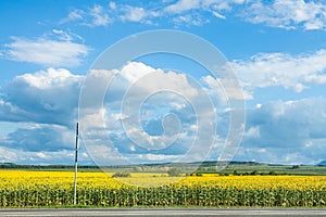 Blue sky with white clouds over sunflower field