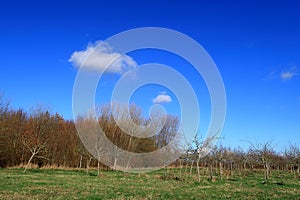 Blue sky and white clouds over a Woodland landscape in North Kent