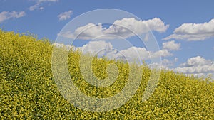 Yellow flowerfield blue sky and white clouds on the background photo
