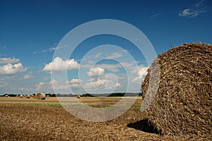 Blue sky, white clouds and the yellow corn