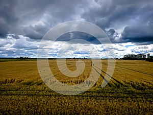 Blue sky with white clouds, yellow and green field. Summer. A good background for everything