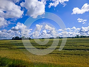 Blue sky with white clouds, yellow and green field. Summer. A good background for everything