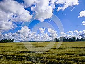 Blue sky with white clouds, yellow and green field. Summer. A good background for everything