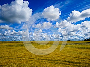 Blue sky with white clouds, yellow and green field. Summer. A good background for everything