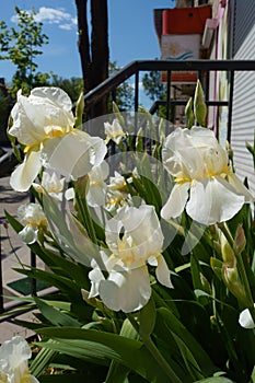 Blue sky and white flowers of bearded irises i