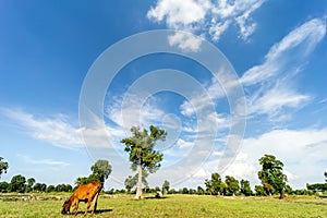 Blue sky with white fluffy clouds, daytime over the field