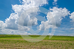 Blue sky with white fluffy clouds and a a field with corn