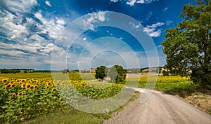 Blue sky with white fluffy clouds float over colorful Italian sunflower field