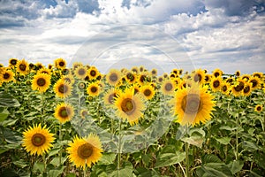 Blue sky with white fluffy clouds float over colorful Italian sunflower field with curved country road