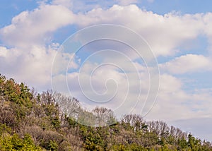 Blue sky with white puffy clouds above a wooded area