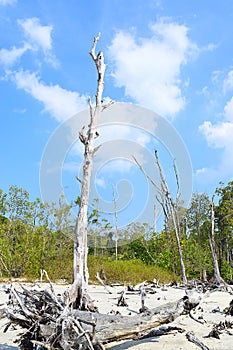 Blue Sky, White Sand, Fallen Bare Trees, and Mangrove - Elephant Beach, Havelock Island, Andaman, India