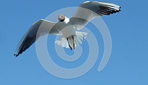 gull sky flight