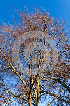 Blue Sky Winter Tree