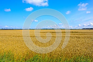 blue sky and yellow field