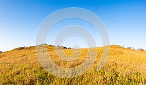 Blue sky and Yellow field with white clouds.landscape picture In Thailand.