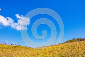 Blue sky and Yellow field with white clouds.landscape picture In Thailand.