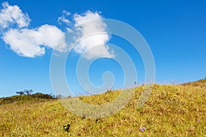 Blue sky and Yellow field with white clouds.landscape picture In Thailand.