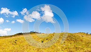 Blue sky and Yellow field with white clouds.landscape picture In Thailand.