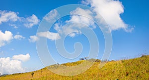 Blue sky and Yellow field with white clouds.landscape picture In Thailand.