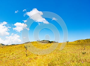 Blue sky and Yellow field with white clouds.landscape picture In Thailand.