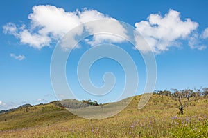 Blue sky and Yellow field with white clouds.landscape picture In Thailand