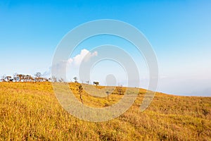 Blue sky and Yellow field with white clouds.landscape picture In Thailand.