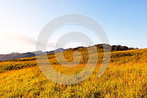 Blue sky and Yellow field with white clouds.landscape picture In Thailand.