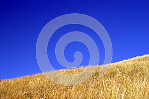 Blue Sky Yellow Grass photo