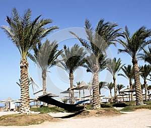 blue sky, yellow sand. green grass, palm trees, sea, luxury beach