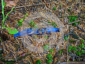 Blue slug on the forest ground Top view of invertebrate organism Forest floor scene