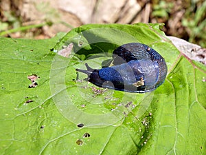 Blue slug in the woods
