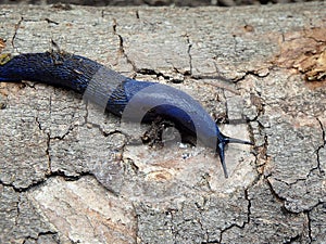 Blue slug in the woods