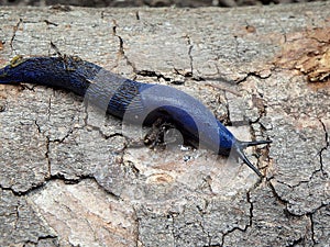 Blue slug in the woods