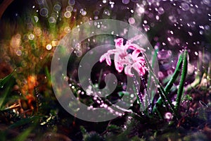 Blue small flowers snowdrops, spring landscape