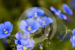 Blue small linseed flax flower close up with green background