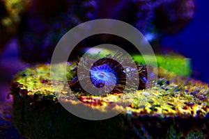Blue Smurf Caribbean zoanthus polyps on macro underwater photography scene photo