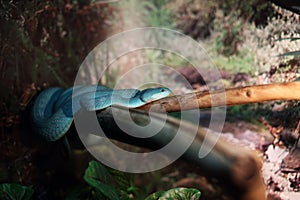 Blue snake on a branch in the forest, Blue White-lipped island pitviper