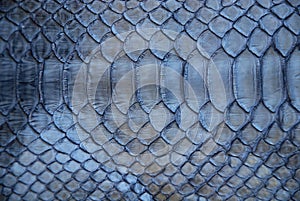 Blue snake skin photo