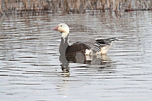 Blue Snow Goose (chen caerulescens)